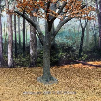 Scenics Collection: Old Growth Oak Tree, Late Autumn-Winter