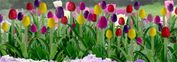 Tulips - Small (48 per pkg) 