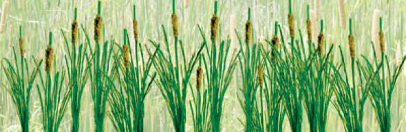 Cattails - Large (24 per pkg)