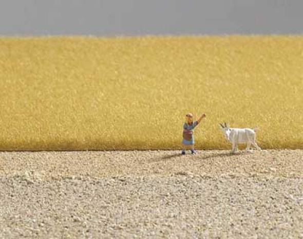 Ochre Field Grass