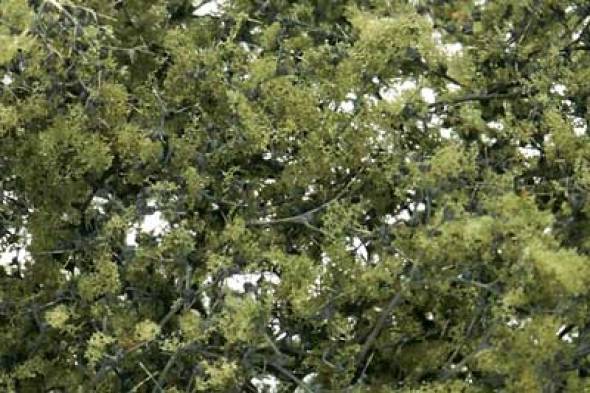 Foliage - Olive Green Fine-Leaf