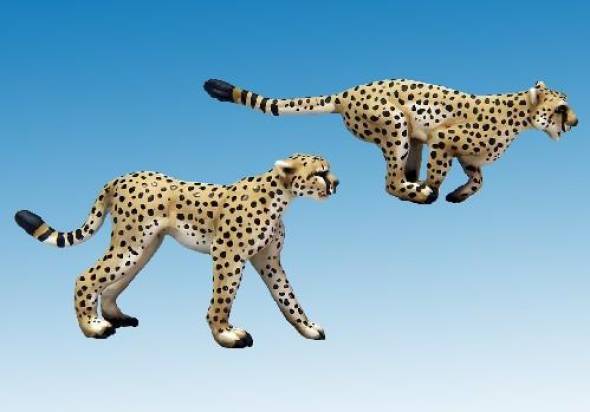 North Star Africa - Cheetahs (2)