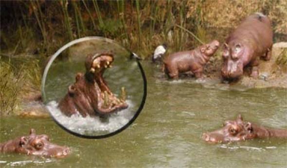 Hippos