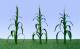 Corn Stalks - Large 2in tall (28 per pkg)