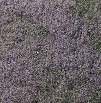 Foliage - Purple Flowering