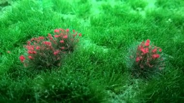 Red Flowering Tufts